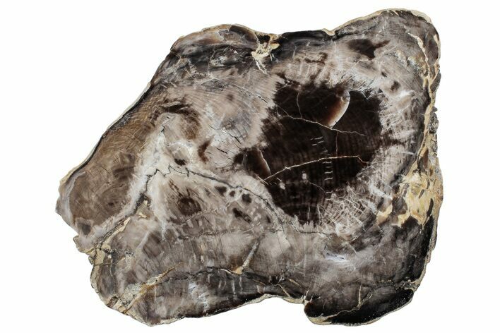 Polished, Petrified Wood (Metasequoia) Slab - Oregon #244862